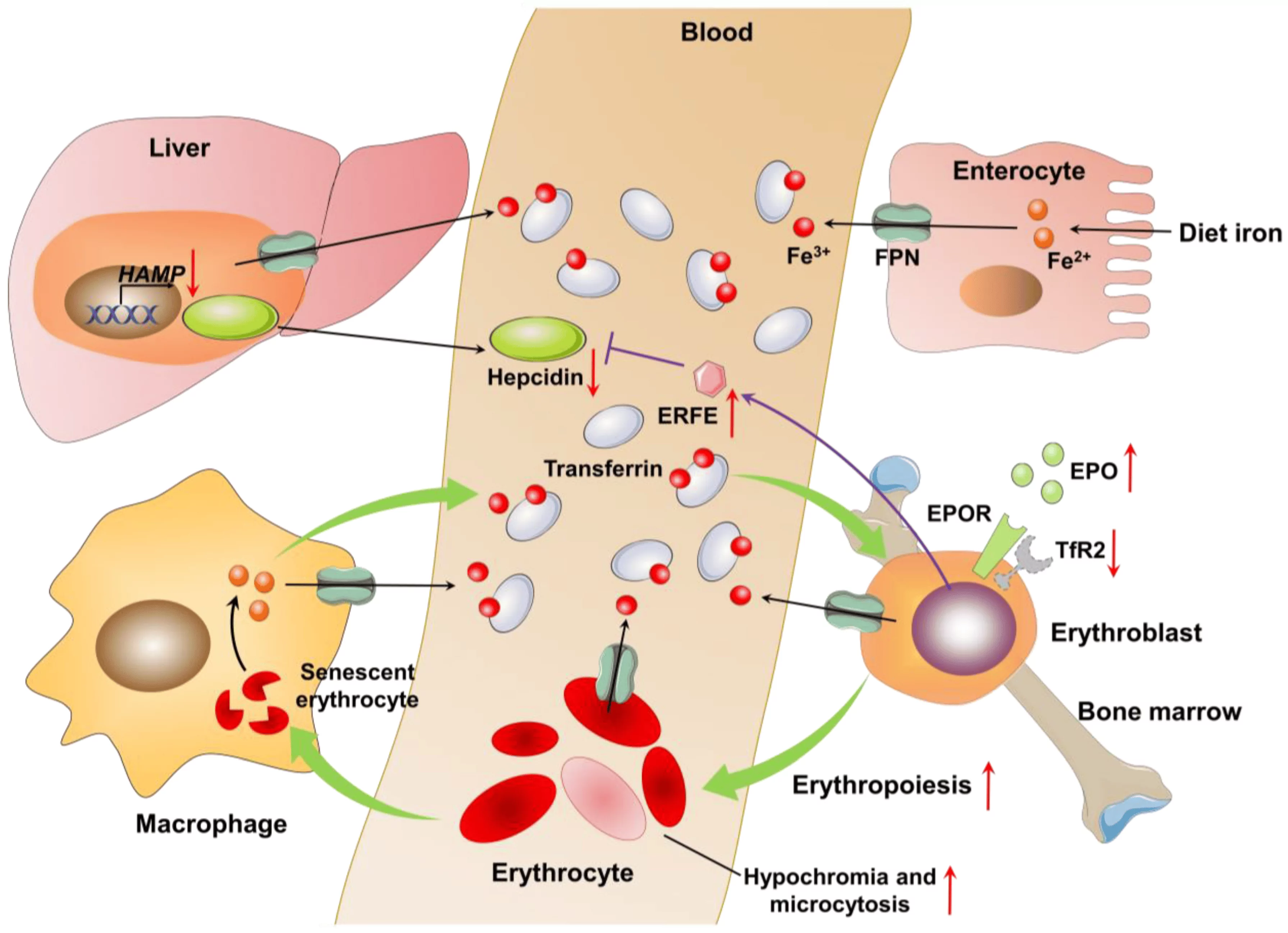 Ferritin and Osteoporosis: Understanding the Connection and Risks