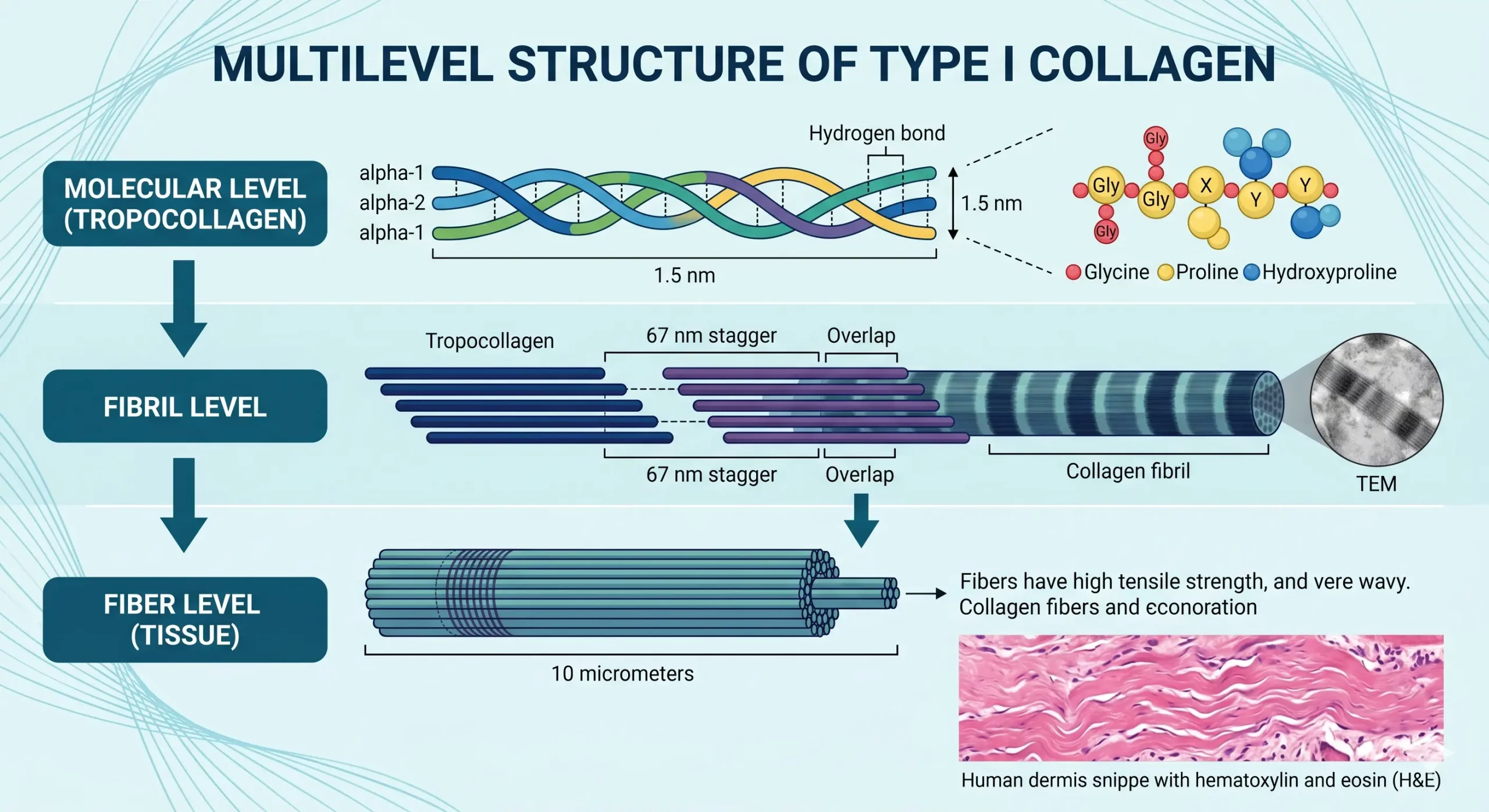 Multi-level structural diagram of collagen fibres