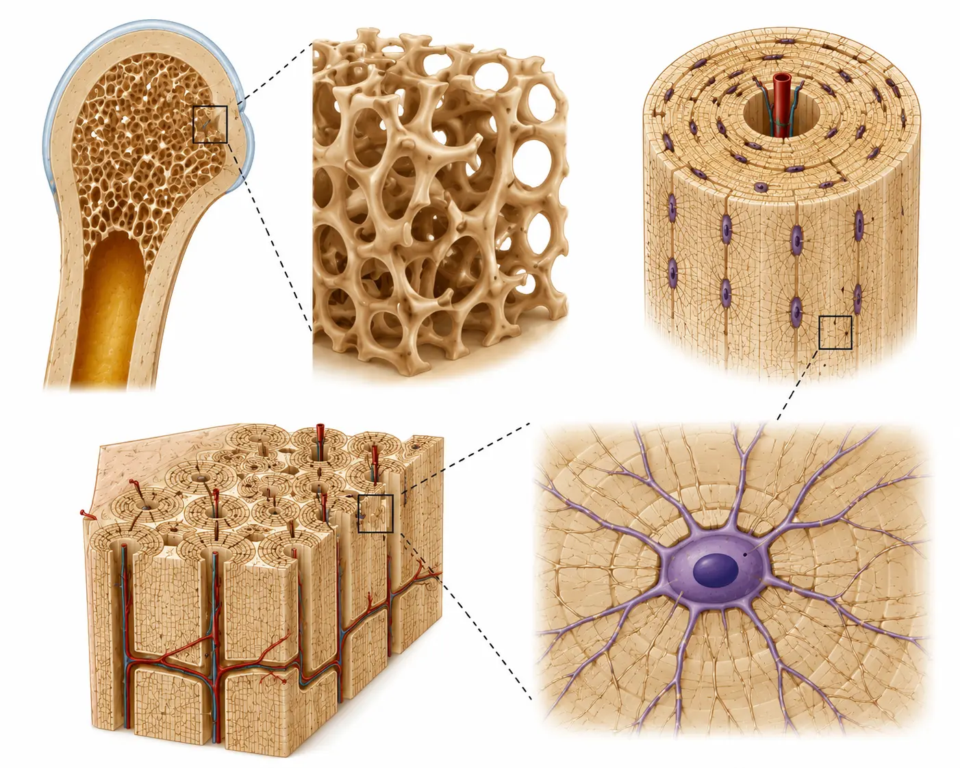 Bone microstructure showing trabecular density